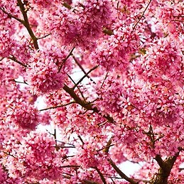 Eline van Ringelesteijn