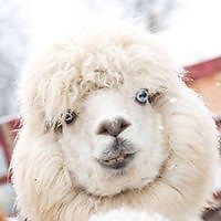 Максим Георгиев