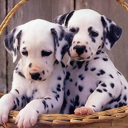 Julia García Larrauri