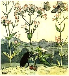 Helena McEwen