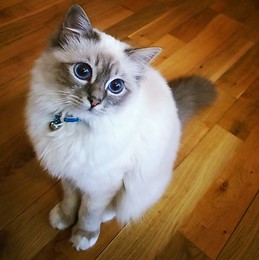 ROOMIE NEEDED TO 1st of Apil YAY :D COPENHAGEN