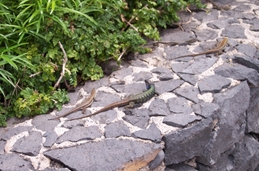 ¡Lagartijas por todas partes!