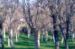 UNO DE LOS MUCHOS PARQUES QUE TIENE GUADALAJARA