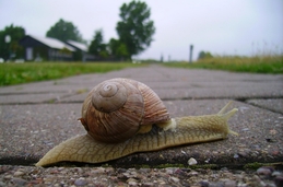 Caracol de Copenhague