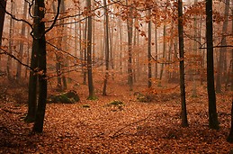 Autumn in The Vosges