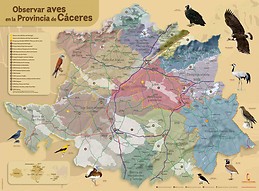 Avistamiento de aves