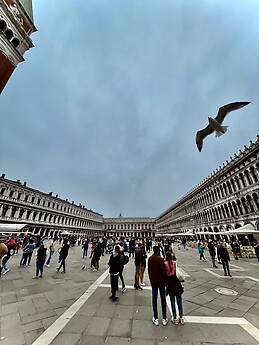 Bird photo bomb