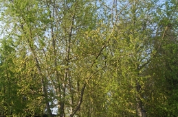 Jardines de la taconera