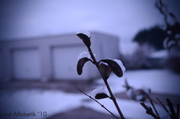 hielo