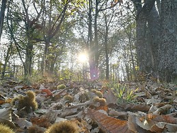 Chestnut trees , Chrotiatis