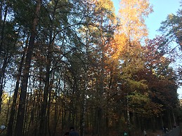 Lost in Wildschweingehege
