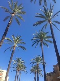 Palms