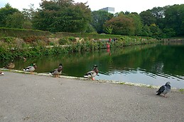 Psyducks