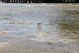 Spiaggia di Sirmione