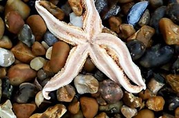 Una estrella de mar en Southsea