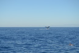 Whale and Dolphin in Faial Island, Açores, Portugal