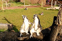 Zoo