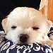 Youngju