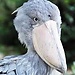 Reo