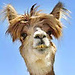 iker