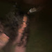 rania