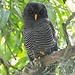 Strix