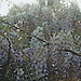 Kolja Moser