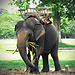 elefante, Hue