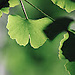 Triantaphyllos