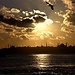 Zeyneb