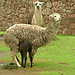 Lamas e alpacas...