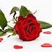 Vinish