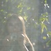 Maddie