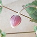 gregorio