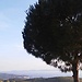 Zenja