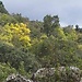 Paloma