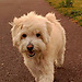 Oscar