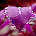 Dhanraj