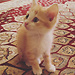 Muhammad Faizdanial