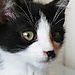 collie _