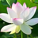 THIEN TAO