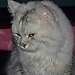 Mimi