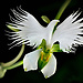 Amjad