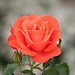 Azadeh