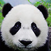 yutang