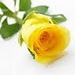 Shehna