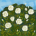 Lilly