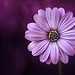 Lubna