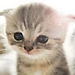 Anouk