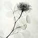 Jina